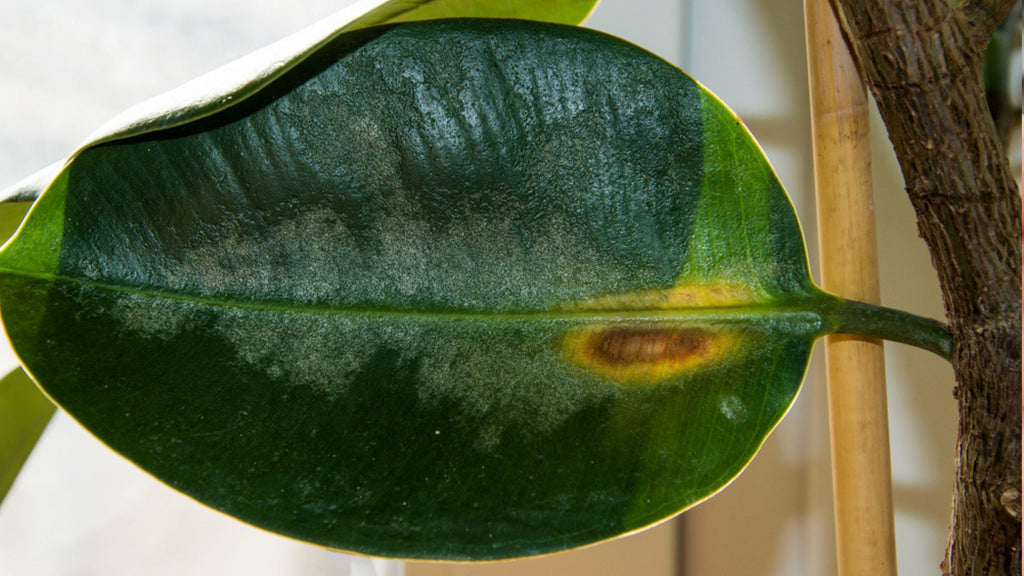 Sunburn spot on a ficus leaf