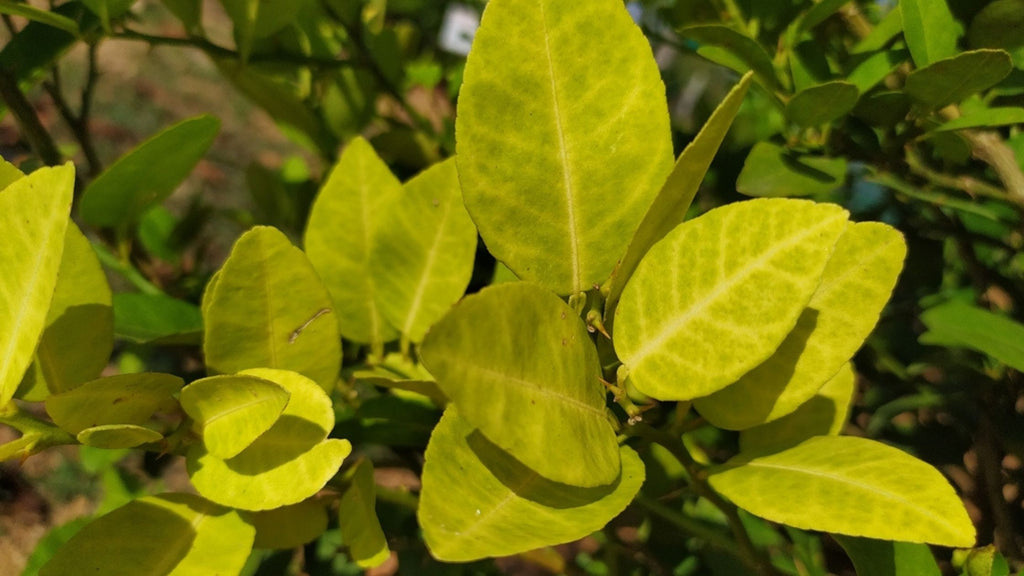 Yellow leaves from zinc deficiency in citrus