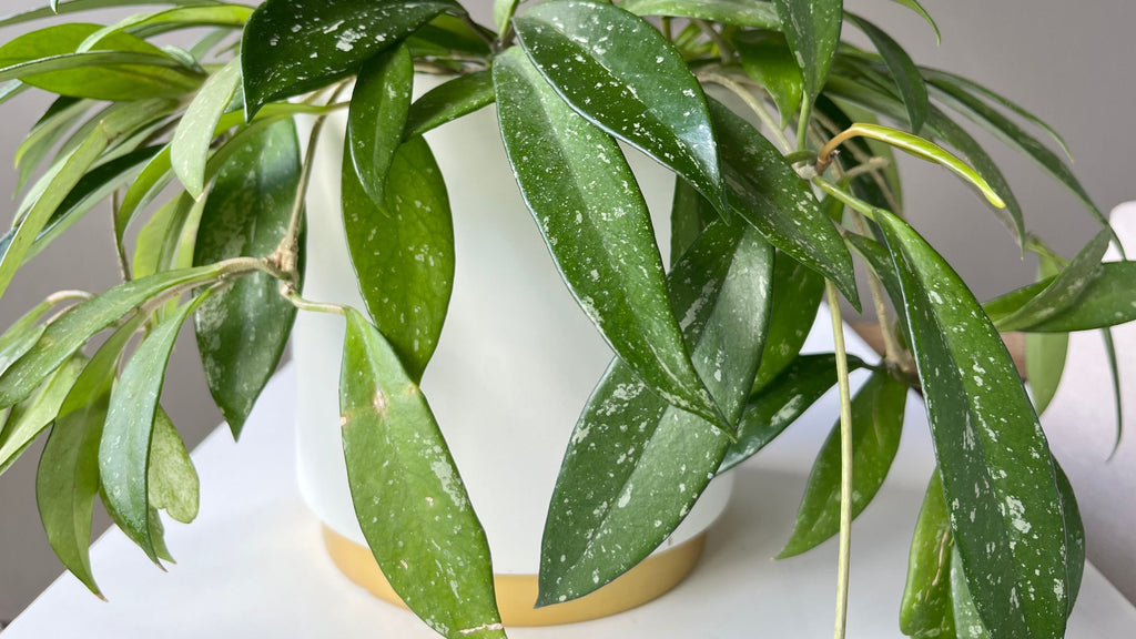 hoya carnosa nodes