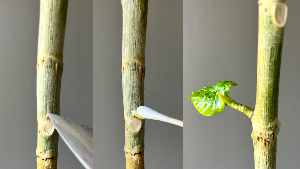 Keiki paste success on a ficus umbellata