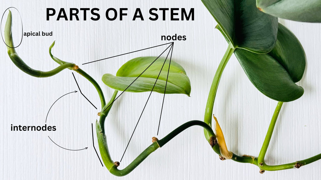 Parts of a stem - nodes, internodes, apical bud