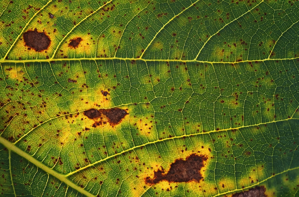 yellow and brown spots on leaves