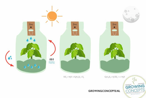 gondozasmentes ecolight szobanoveny onfenntarto growingconcepts hungary