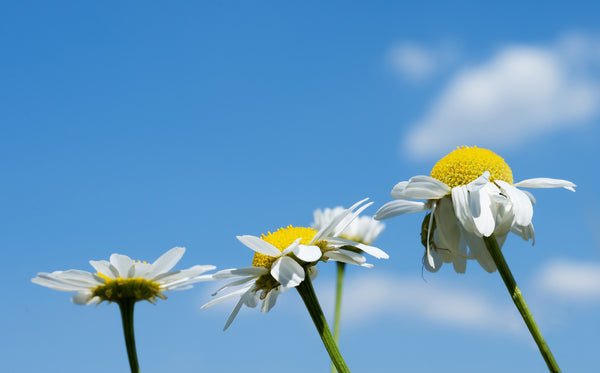 Three chamomile flowers in a row against a blue sky.