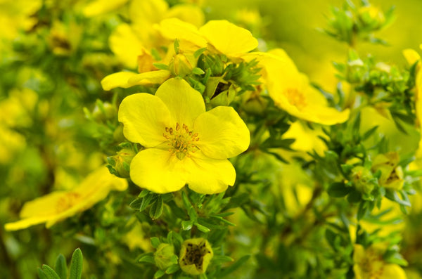 Evening primrose plant (yellow flowers) in the wild