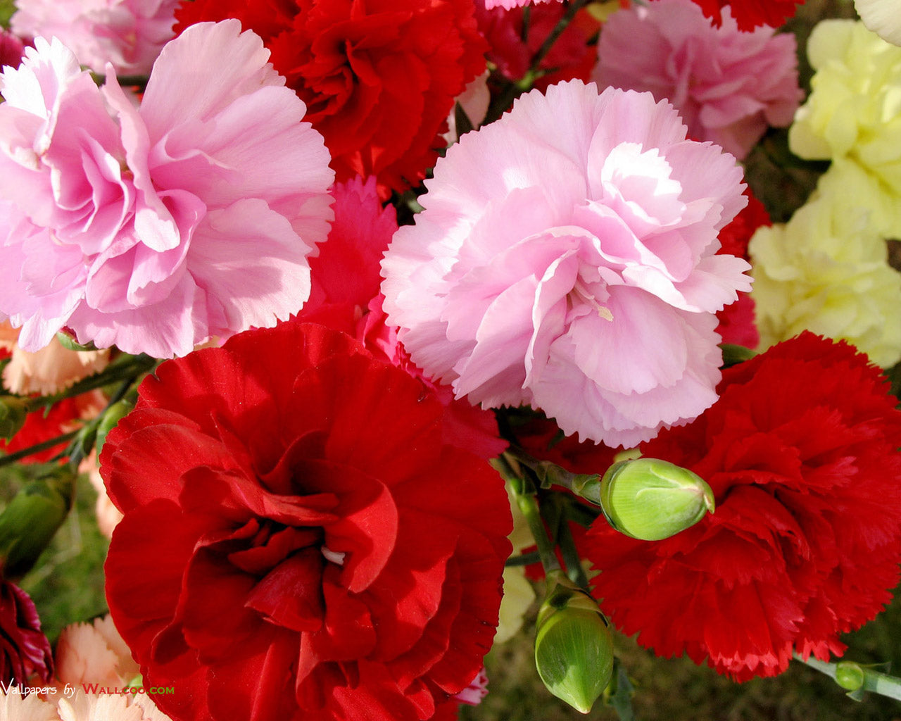 Red and pink carnation bunches