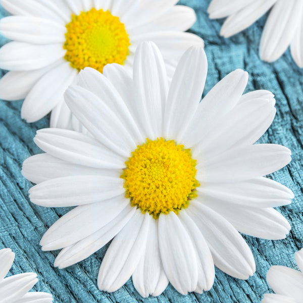 Duo of white daisies with yellow centers