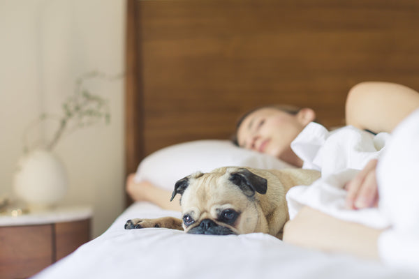Woman and pug sleeping in a bed