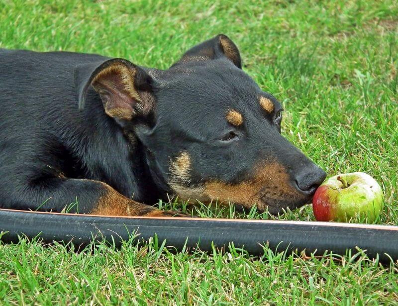 Are apples ok for dogs