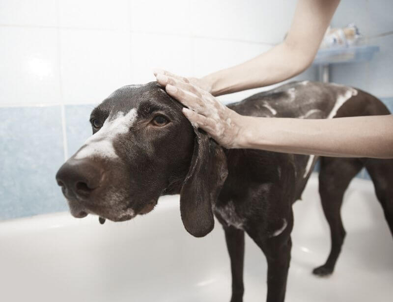 bathing dog at home, how to bath your dog at home, do it yourself dog grooming