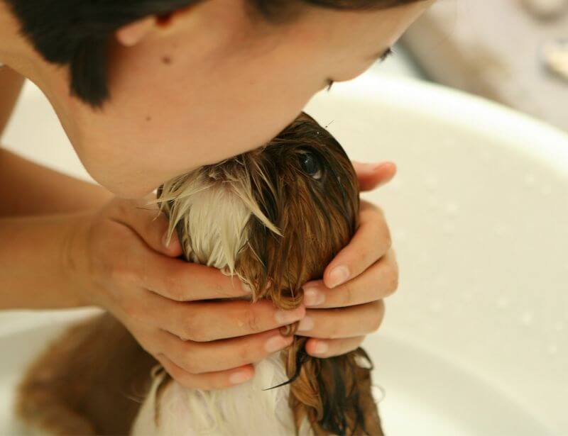 bathing dog with atopic dermatitis