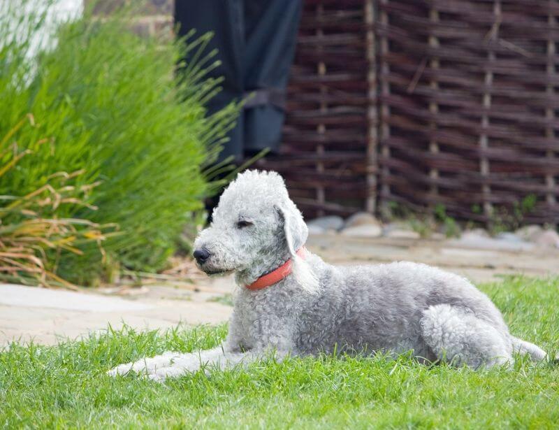 Bedlington Terrier hypoallergenic dog