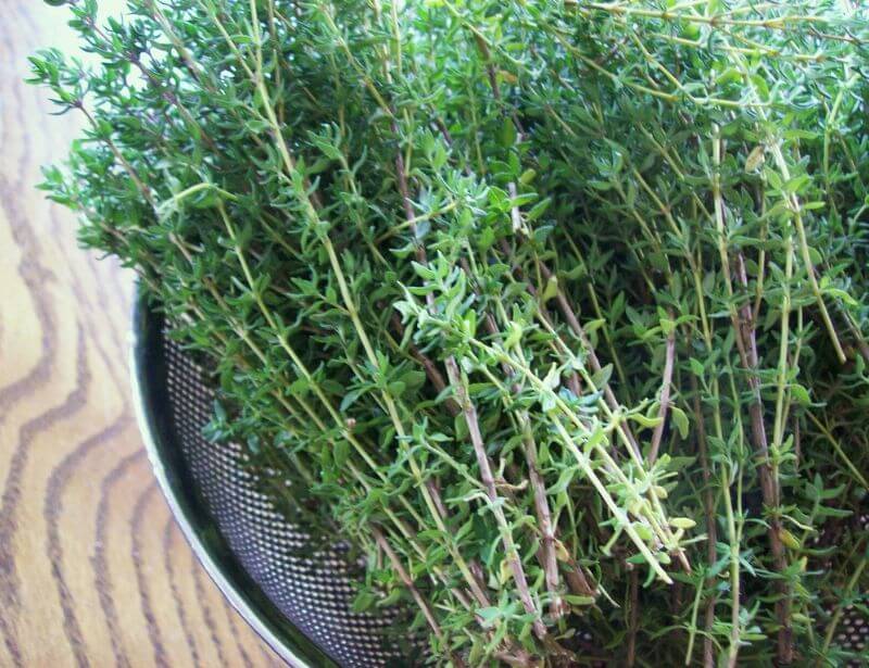 Benefits of thyme for dogs