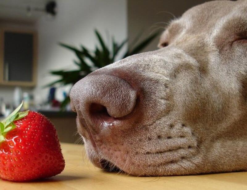 Are strawberries good for dogs