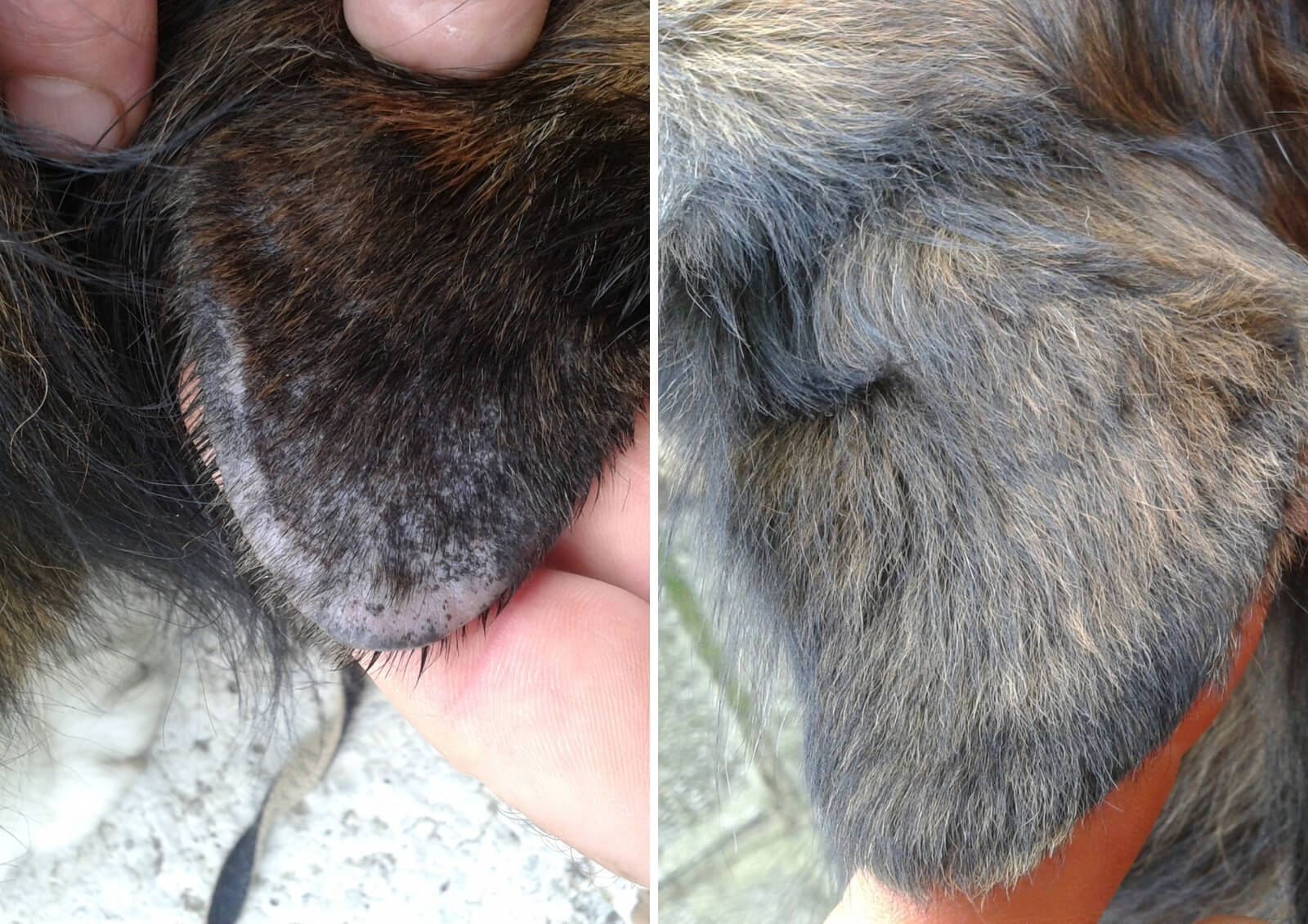 Scratched and bleeding dog ear without hair and after treating with healing balm
