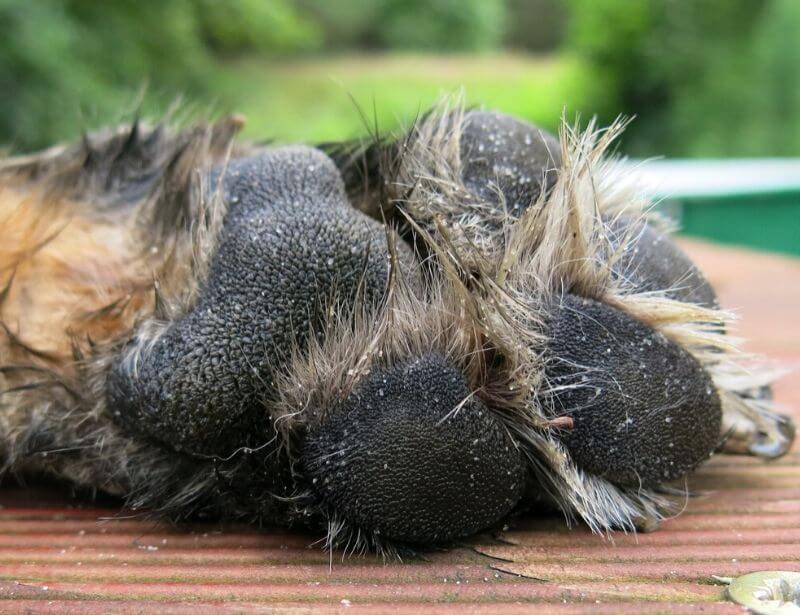 Dog paw with hair between toes