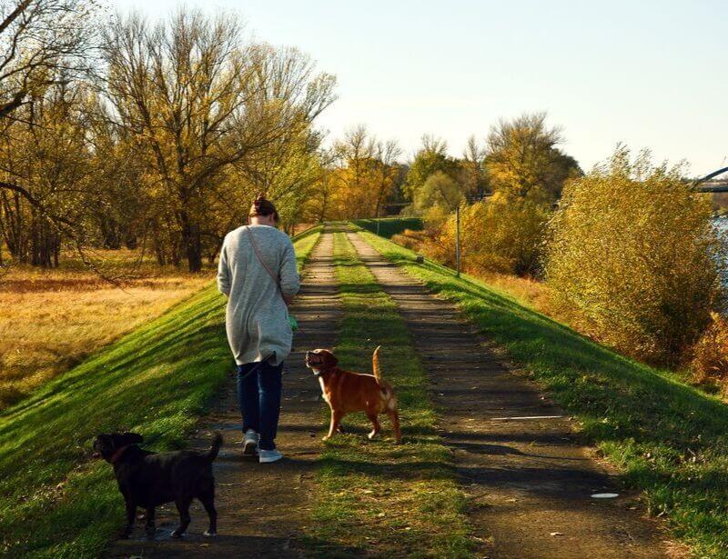 dogs on a walk, morning dog walk, dog walking near the river