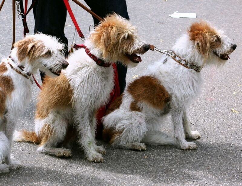 dog walker with three dogs