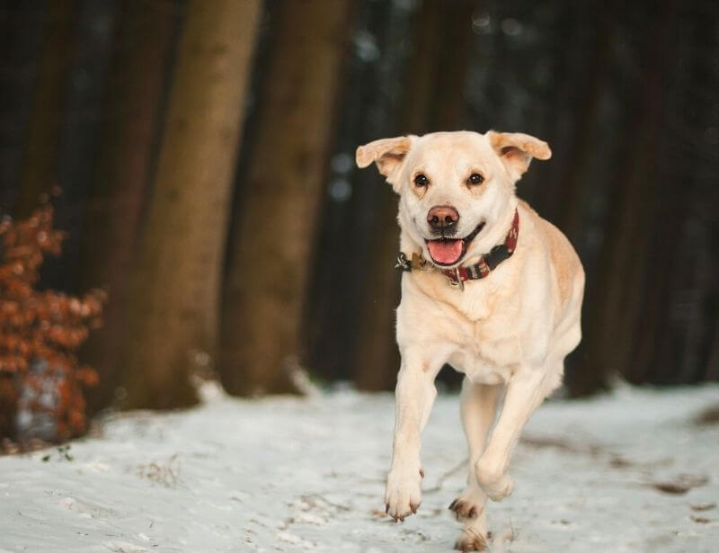 Dog winter time walk 