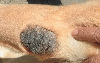 Dry dog elbow callus