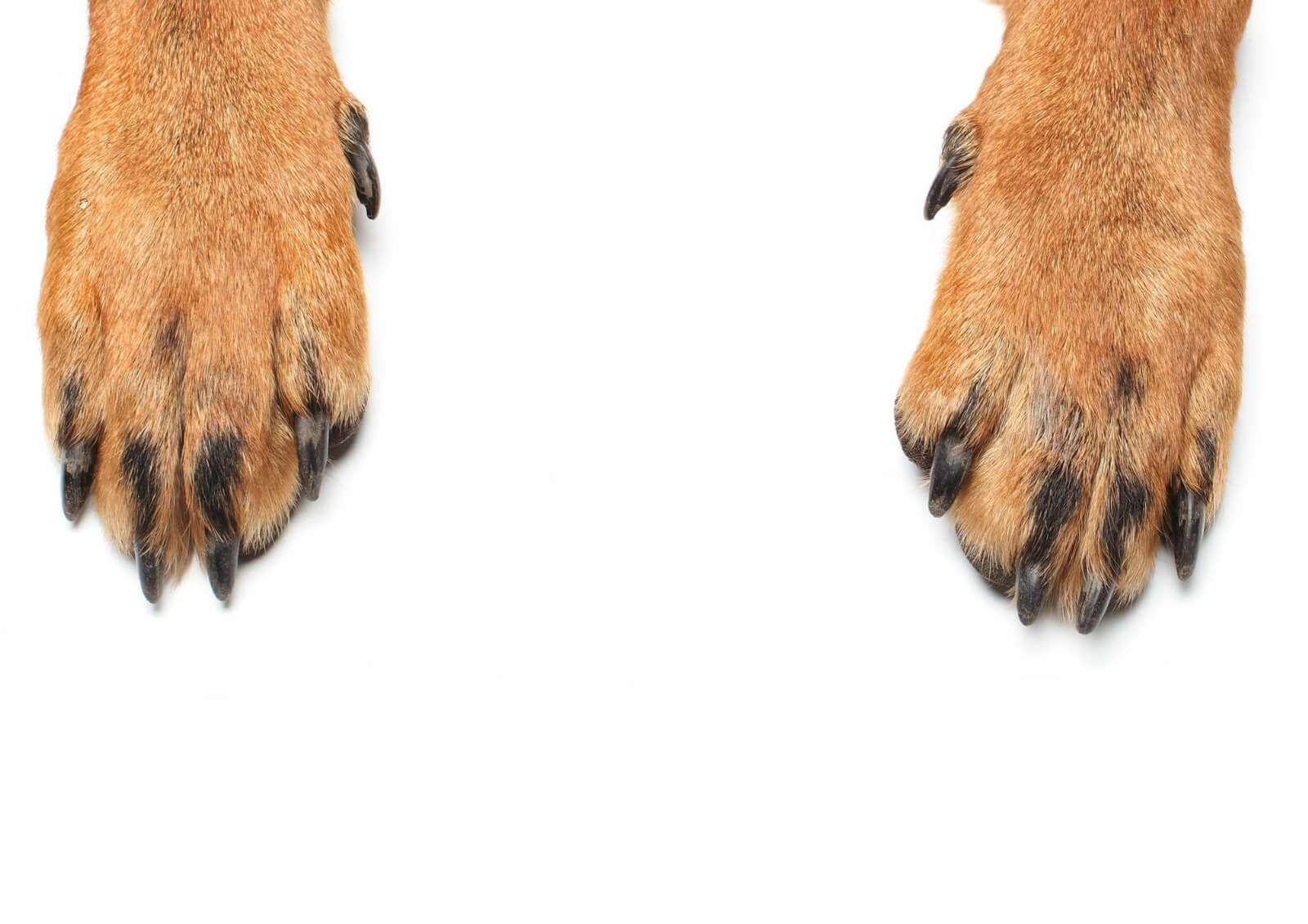 dogs paws red and losing hair