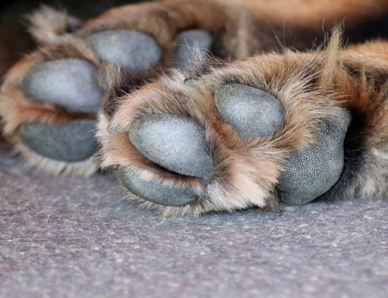 How do you now if dog's paws are burnt