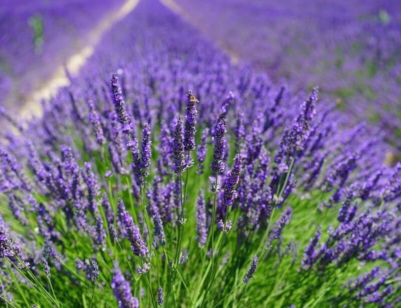 Lavender oil for ticks