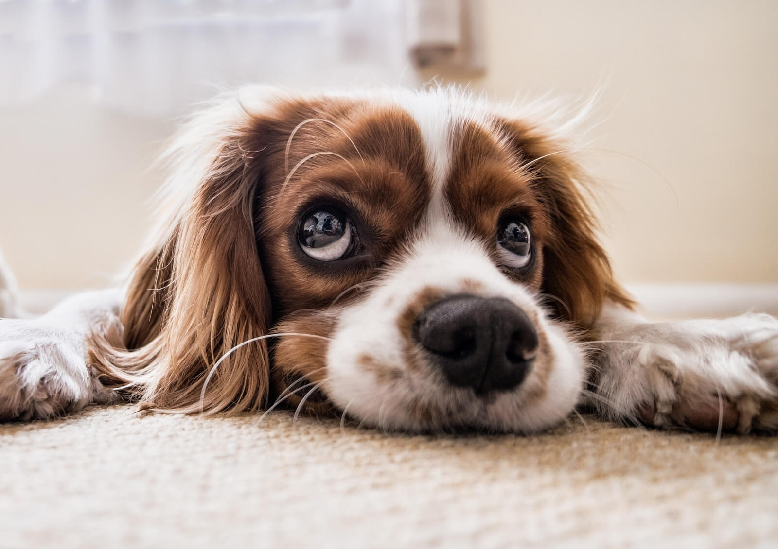 Dry cracked dog nose treatment tips