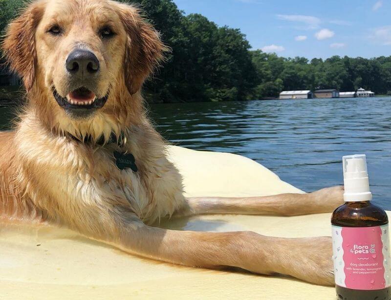 Natural dog deodorant, dog after swimming, dog on a lake