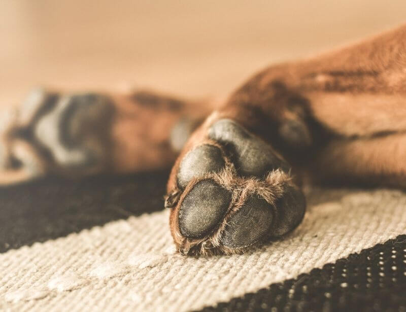How to prevent dry dog paws
