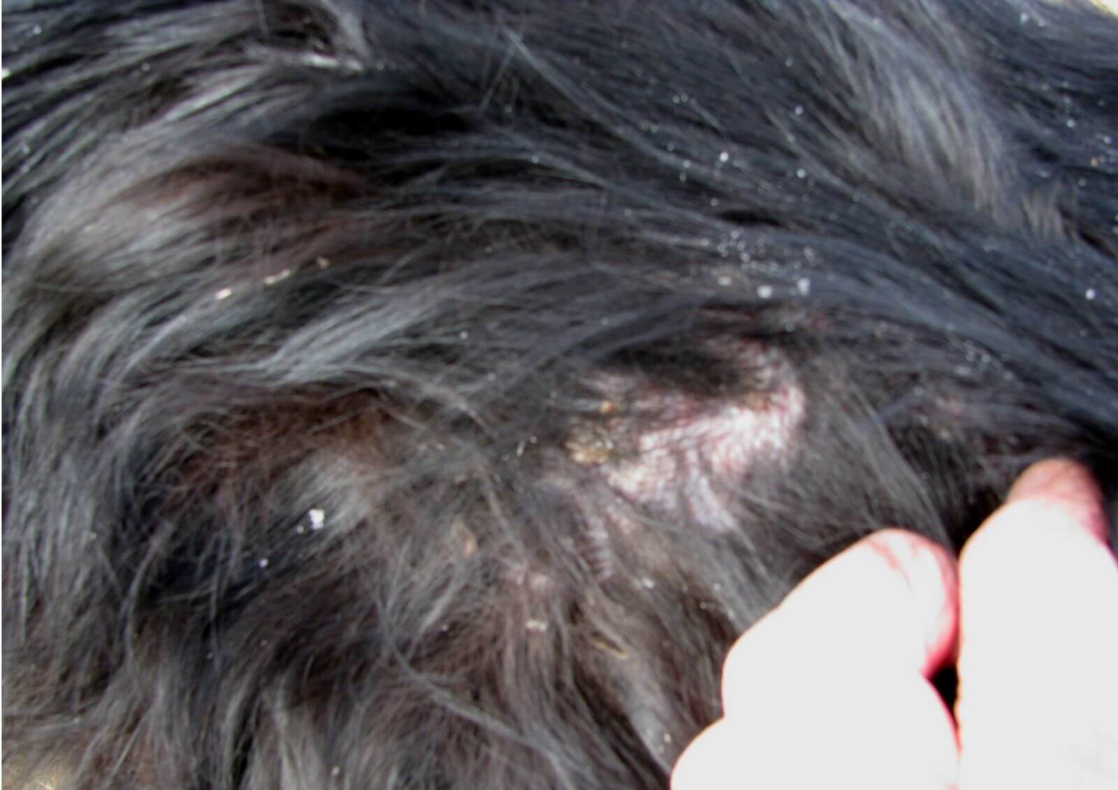 what does dandruff look like on dogs