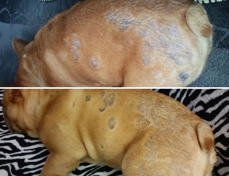Symptoms of contact dermatitis, dog with allergy