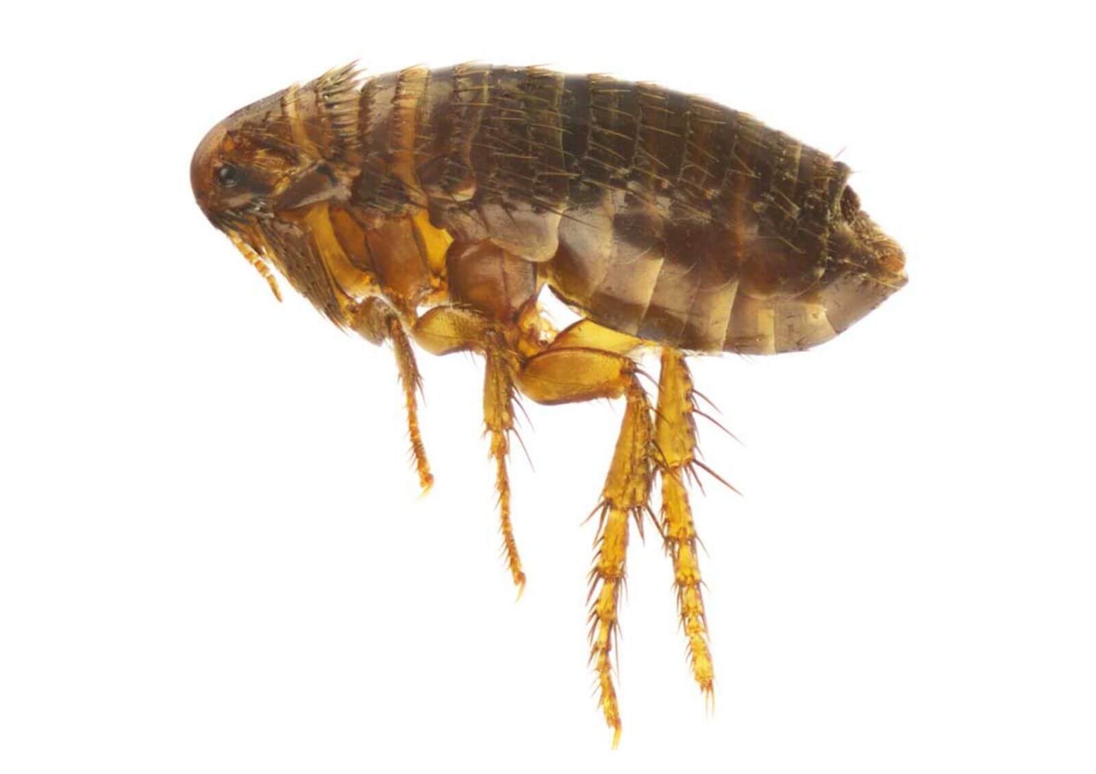 what do fleas look like on dogs