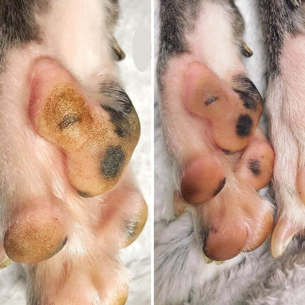 dry cracked dog paws