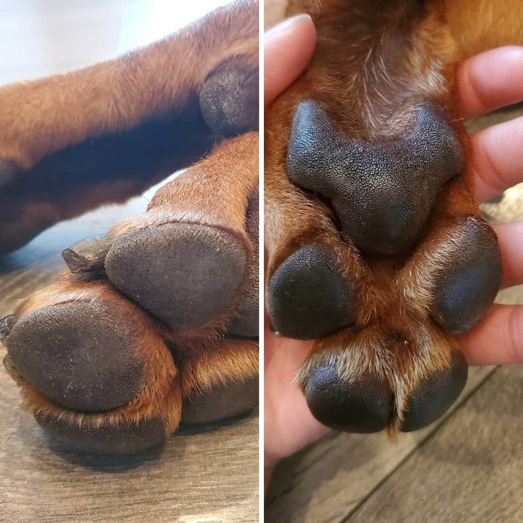 why are my dogs paws cracked
