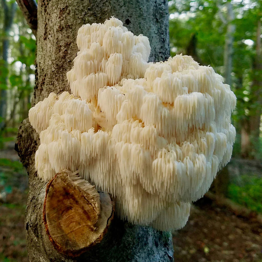 Lions Mane Mushroom | A guide to medicinal mushrooms