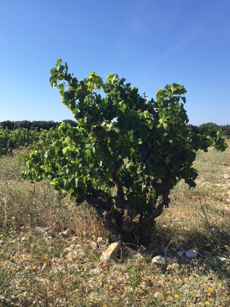 Pied de vigne biologique