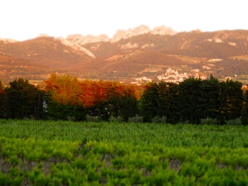 Coucher de soleil sur les vignes