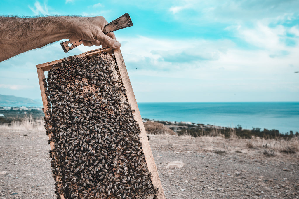 Bienenwabe Kretischer Honig