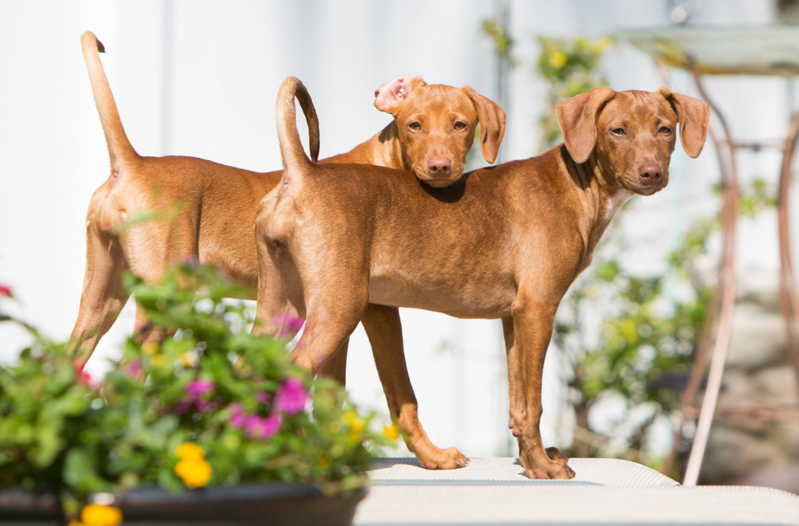 two littermate Vizsla mix dogs standing next to one another on a lawn chair