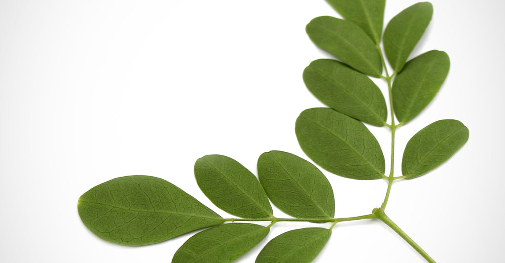 moringa leaves