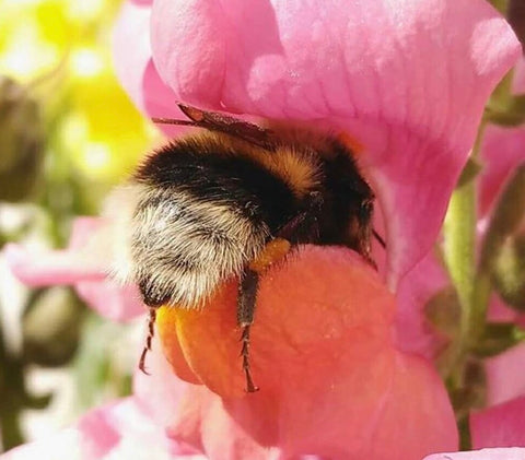 Bee and the flower