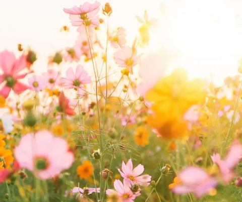 Flowers in the field