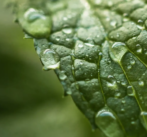 Green leaves with water on it