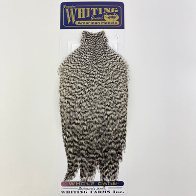 Whiting BRAHMA HEN Softhackle & Chickabou Mottled Gray Dyed 12 Colors  Selection