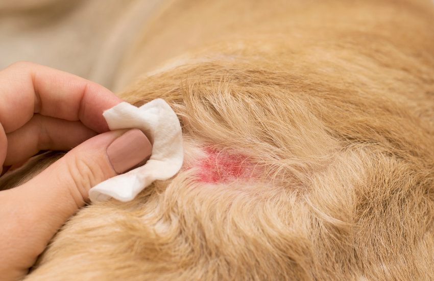 heridas perro con alergia ambiental