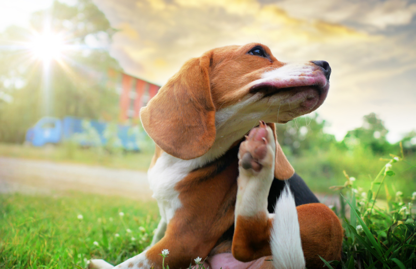 perro rascándose con alergia ambiental