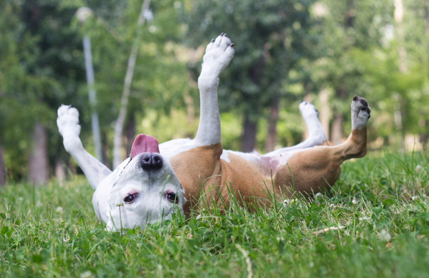 perro en el césped alergia