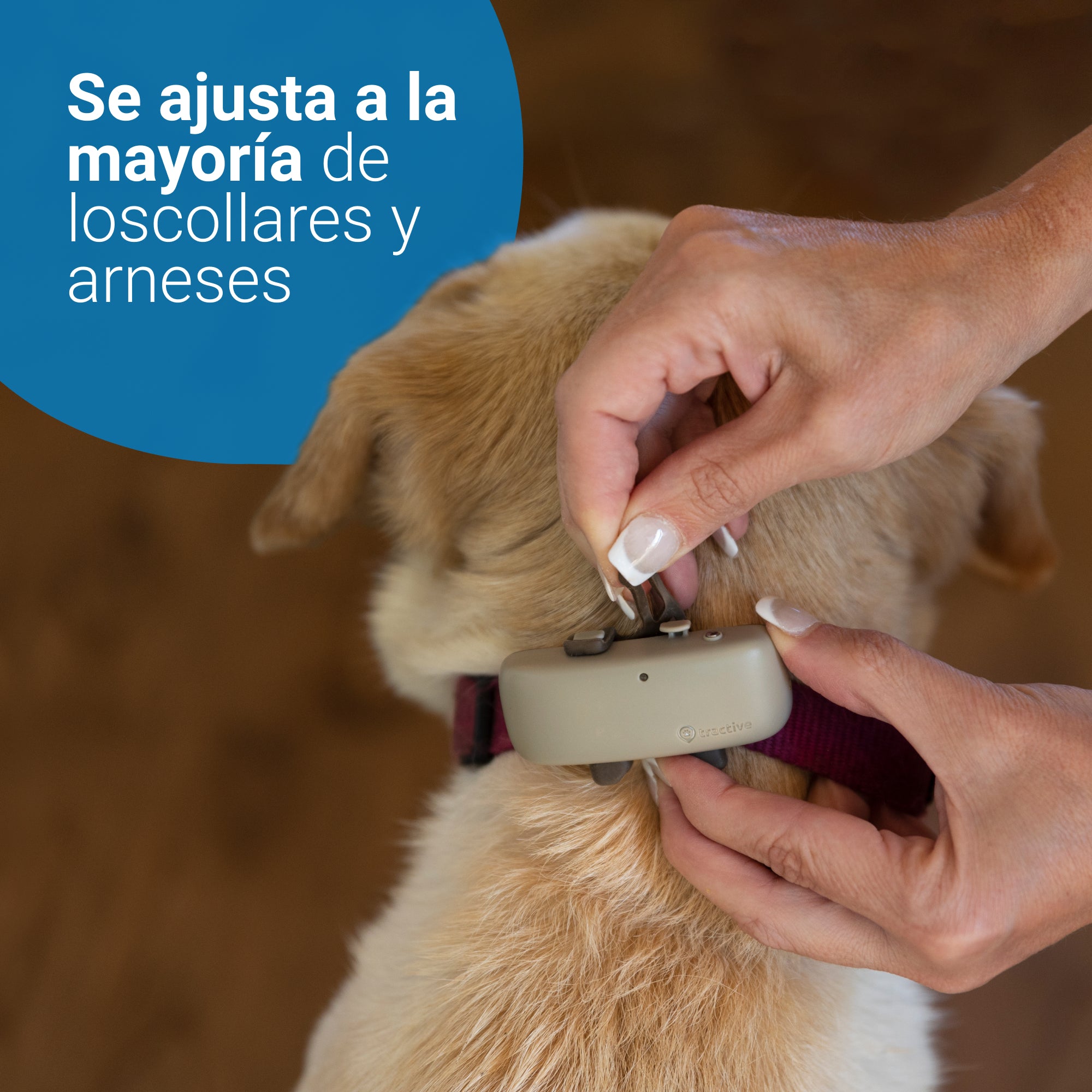 abrazo Magistrado Inmundicia Tractive DOG 4 - Localizador GPS para perros | Tres Trufas