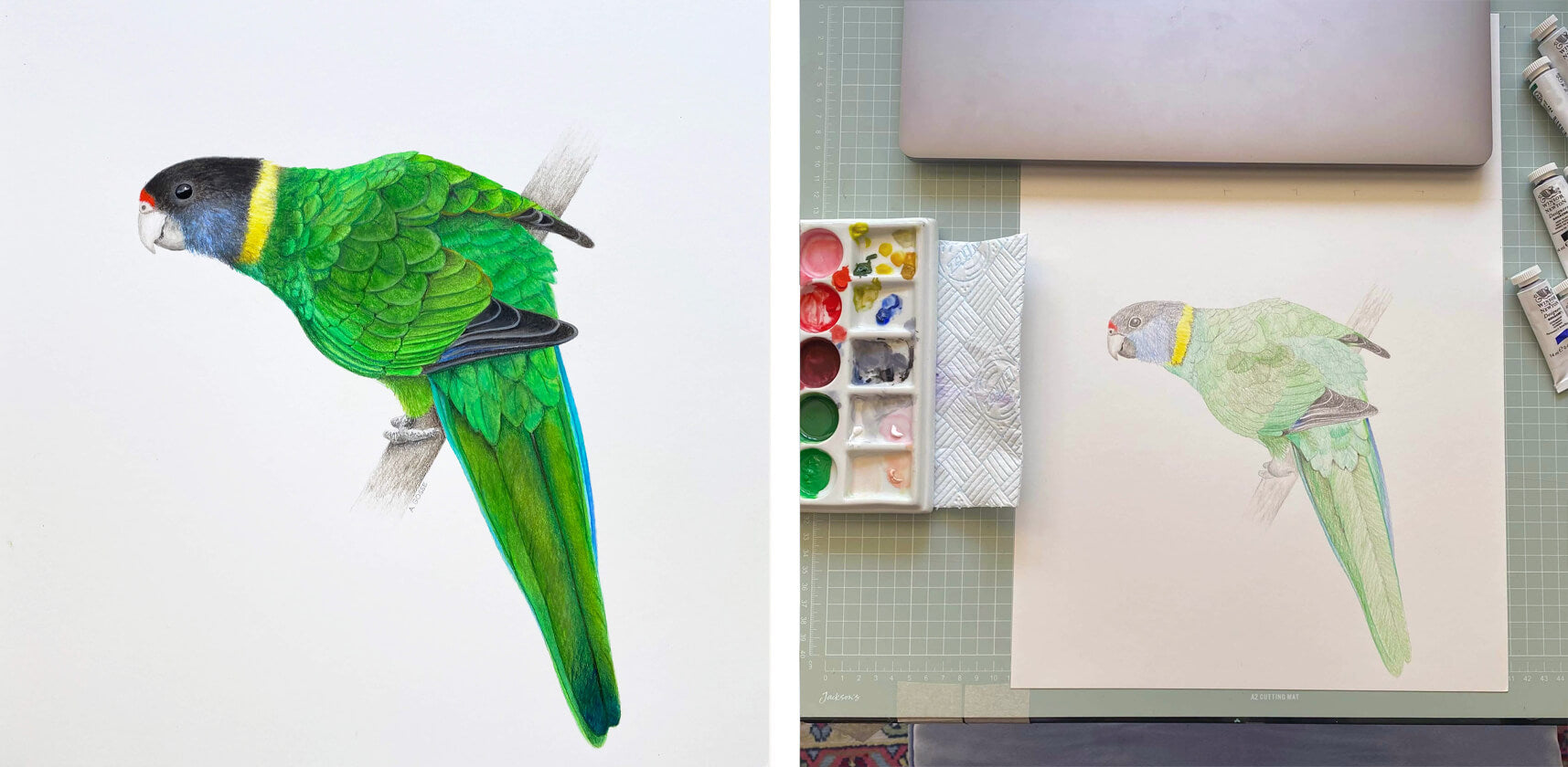 Australian Ringneck Parrot painting by Amanda Gosse